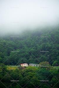 تصویر با کیفیت جنگل زیبا در مه